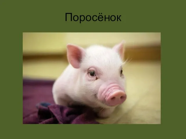 Поросёнок