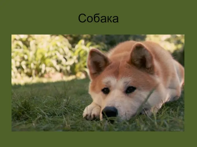 Собака