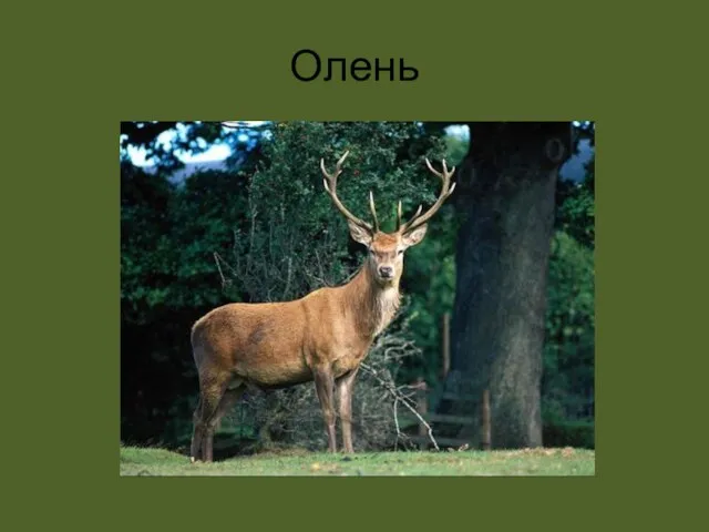 Олень