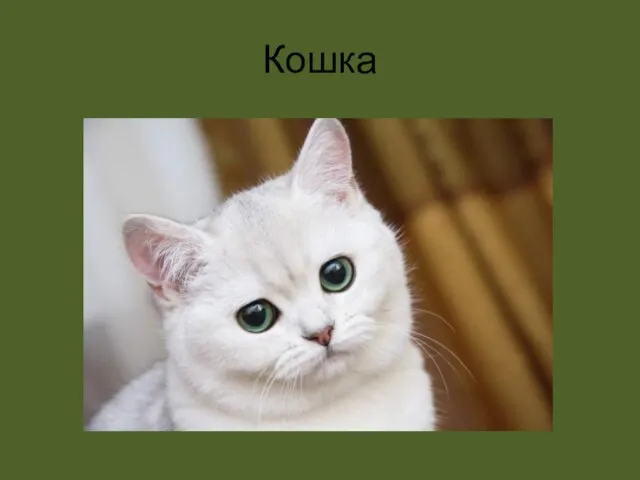 Кошка