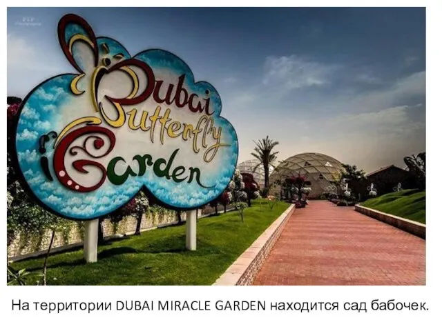 На территории DUBAI MIRACLE GARDEN находится сад бабочек.