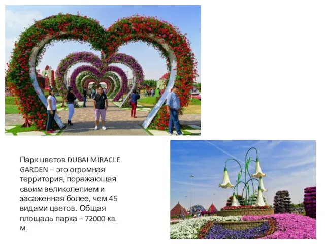 Парк цветов DUBAI MIRACLE GARDEN – это огромная территория, поражающая своим великолепием