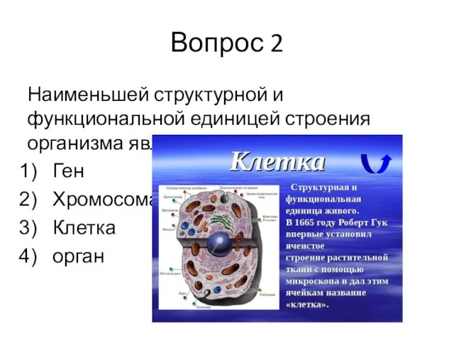 Вопрос 2 Наименьшей структурной и функциональной единицей строения организма является? Ген Хромосома Клетка орган