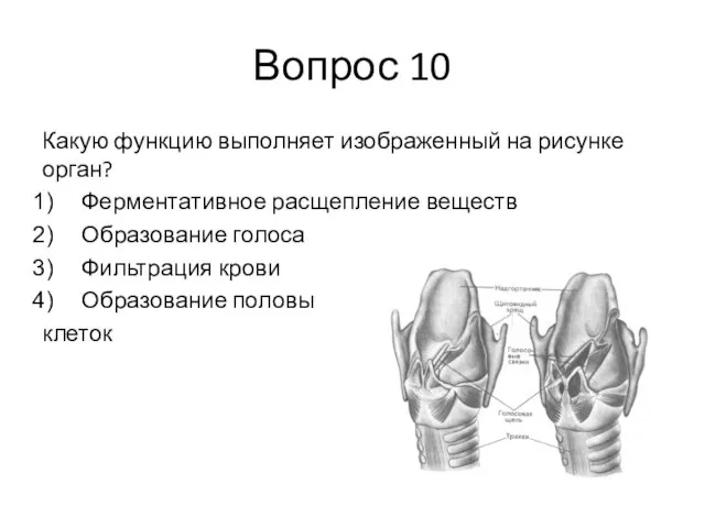 Вопрос 10 Какую функцию выполняет изображенный на рисунке орган? Ферментативное расщепление веществ