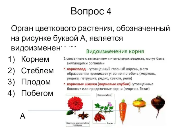 Вопрос 4 Орган цветкового растения, обозначенный на рисунке буквой А, является видоизмененным