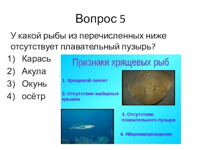 Вопрос 5 У какой рыбы из перечисленных ниже отсутствует плавательный пузырь? Карась Акула Окунь осётр