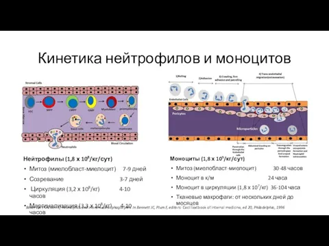 Кинетика нейтрофилов и моноцитов Нейтрофилы (1,8 х 108/кг/сут) Митоз (миелобласт-миелоцит) 7-9 дней