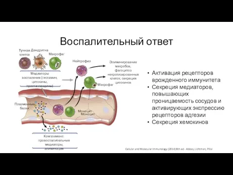 Воспалительный ответ Активация рецепторов врожденного иммунитета Секреция медиаторов, повышающих проницаемость сосудов и