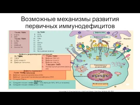 Возможные механизмы развития первичных иммунодефицитов