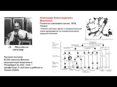 Александр Александрович Максимов: Гипотеза стволовой клетки, 1910, Чикаго • Клетки системы крови