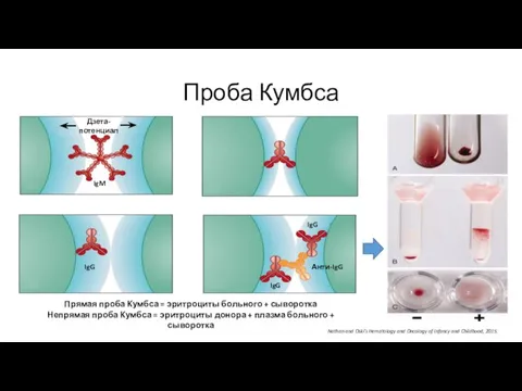 Проба Кумбса Nathan and Oski’s Hematology and Oncology of Infancy and Childhood,