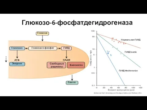Глюкозо-6-фосфатдегидрогеназа Nathan and Oski’s Hematology and Oncology of Infancy and Childhood, 2015.