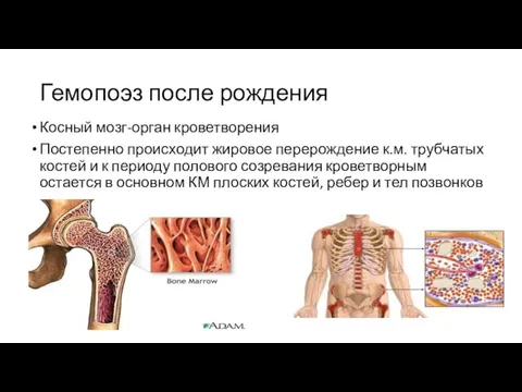 Косный мозг-орган кроветворения Постепенно происходит жировое перерождение к.м. трубчатых костей и к