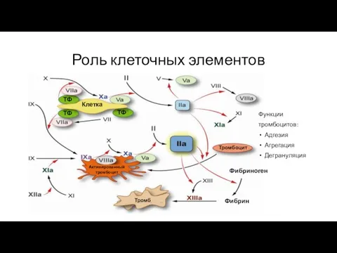 Роль клеточных элементов Функции тромбоцитов: Адгезия Агрегация Дегрануляция