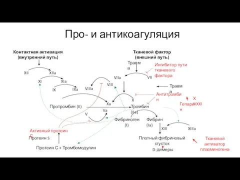 Про- и антикоагуляция Тканевой активатор плазминогена D-димеры