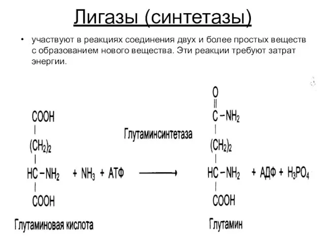 Лигазы (синтетазы) участвуют в реакциях соединения двух и более простых веществ с