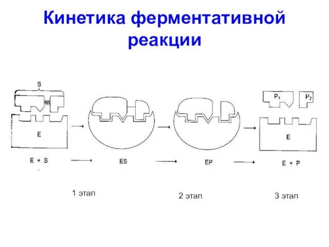 Кинетика ферментативной реакции 1 этап 3 этап 2 этап