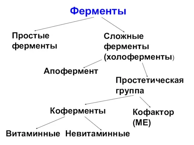 Ферменты Простые ферменты Сложные ферменты (холоферменты) Апофермент Простетическая группа Кофактор (МЕ) Витаминные Невитаминные Коферменты
