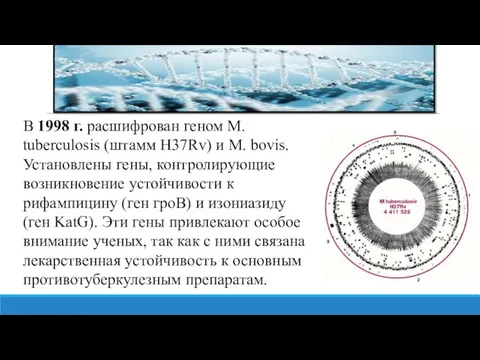 В 1998 г. расшифрован геном М. tuberculosis (штамм H37Rv) и М. bovis.