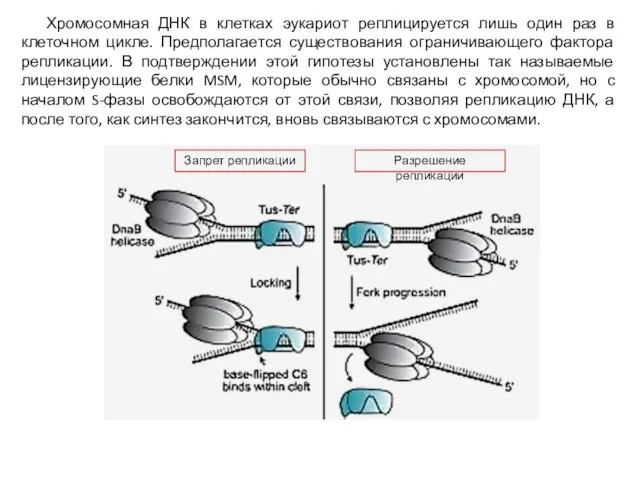 Хромосомная ДНК в клетках эукариот реплицируется лишь один раз в клеточном цикле.