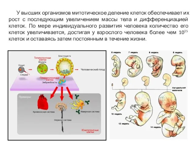 У высших организмов митотическое деление клеток обеспечивает их рост с последующим увеличением