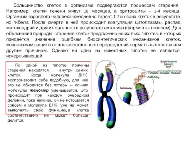 Большинство клеток в организме подвергаются процессам старения. Например, клетки печени живут 18