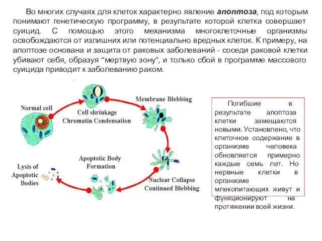 Во многих случаях для клеток характерно явление апоптоза, под которым понимают генетическую