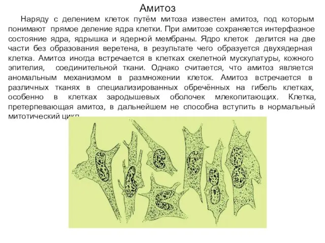 Амитоз Наряду с делением клеток путём митоза известен амитоз, под которым понимают