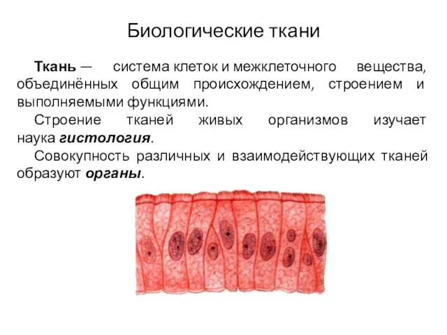 Биологические ткани Ткань — система клеток и межклеточного вещества, объединённых общим происхождением,