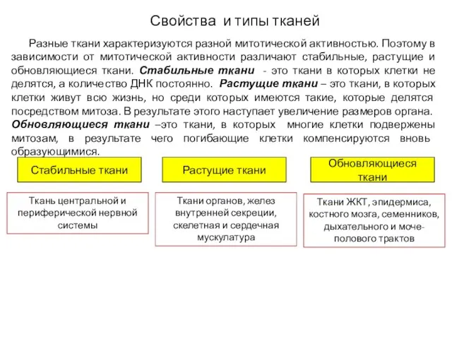 Разные ткани характеризуются разной митотической активностью. Поэтому в зависимости от митотической активности