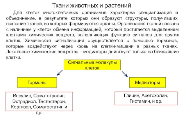 Ткани животных и растений Для клеток многоклеточных организмов характерна специализация и объединение,