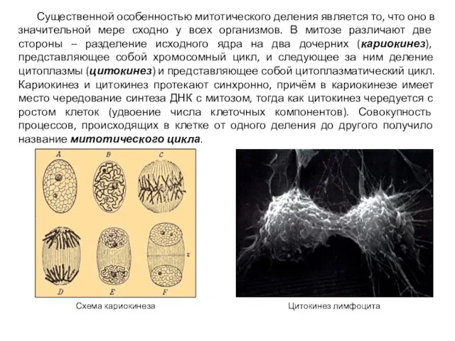 Существенной особенностью митотического деления является то, что оно в значительной мере сходно