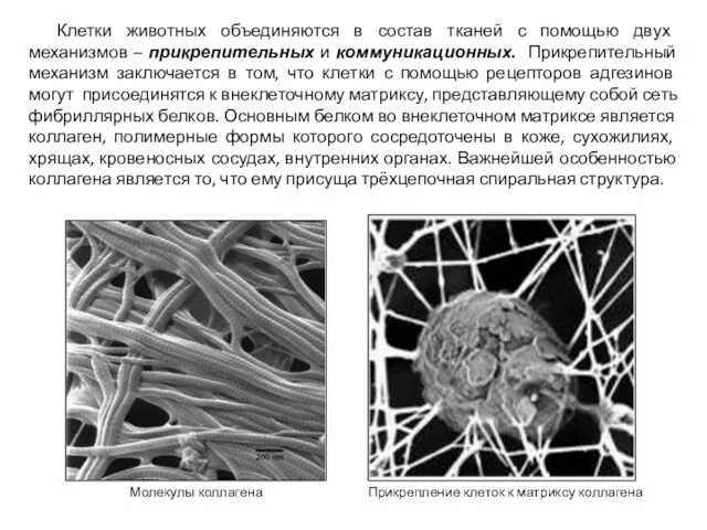 Клетки животных объединяются в состав тканей с помощью двух механизмов – прикрепительных