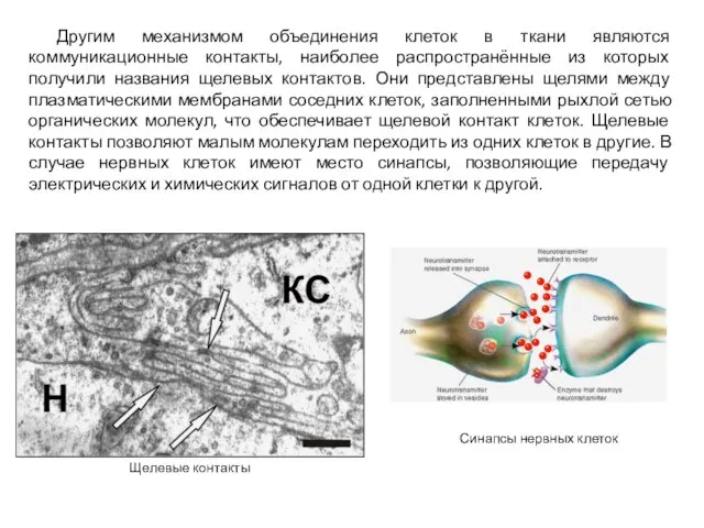 Другим механизмом объединения клеток в ткани являются коммуникационные контакты, наиболее распространённые из