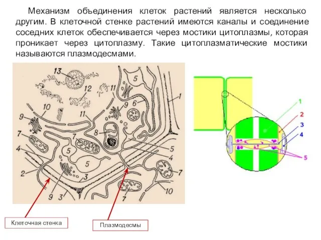 Механизм объединения клеток растений является несколько другим. В клеточной стенке растений имеются