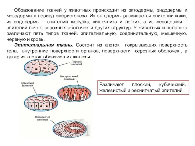 Образование тканей у животных происходит из эктодермы, эндодермы и мезодермы в период