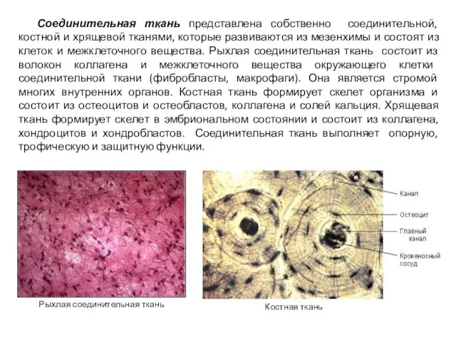 Соединительная ткань представлена собственно соединительной, костной и хрящевой тканями, которые развиваются из