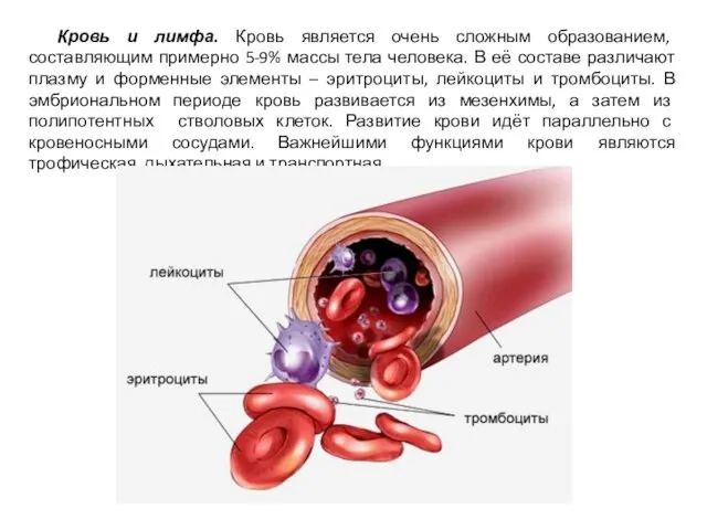 Кровь и лимфа. Кровь является очень сложным образованием, составляющим примерно 5-9% массы