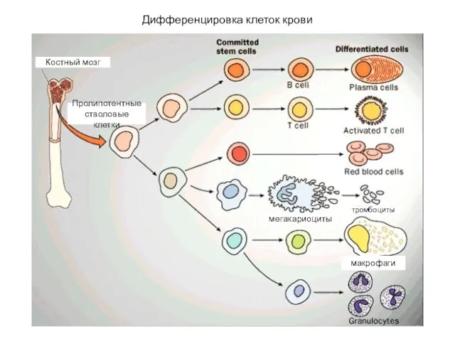 Дифференцировка клеток крови