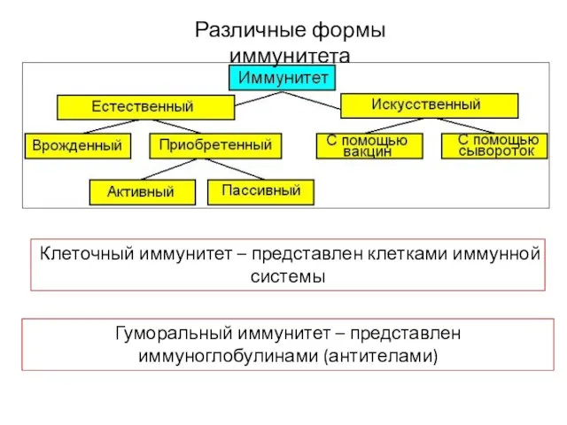 Различные формы иммунитета Клеточный иммунитет – представлен клетками иммунной системы Гуморальный иммунитет – представлен иммуноглобулинами (антителами)