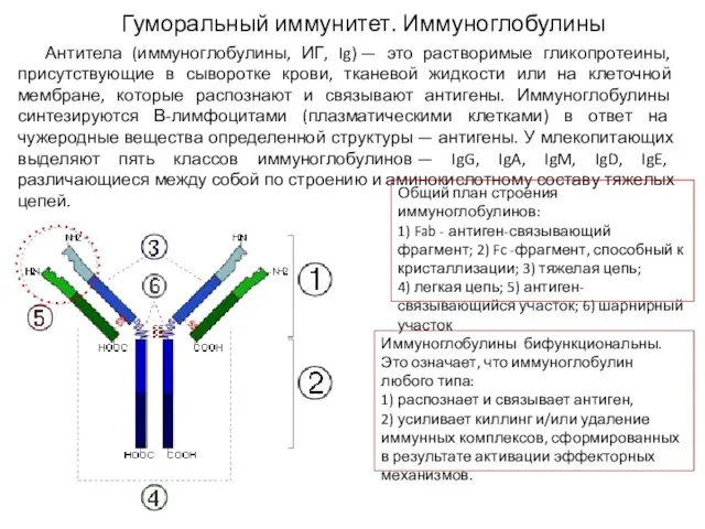 Гуморальный иммунитет. Иммуноглобулины Антитела (иммуноглобулины, ИГ, Ig) — это растворимые гликопротеины, присутствующие