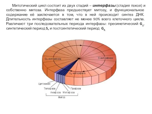 Митотический цикл состоит из двух стадий – интерфазы (стадия покоя) и собственно