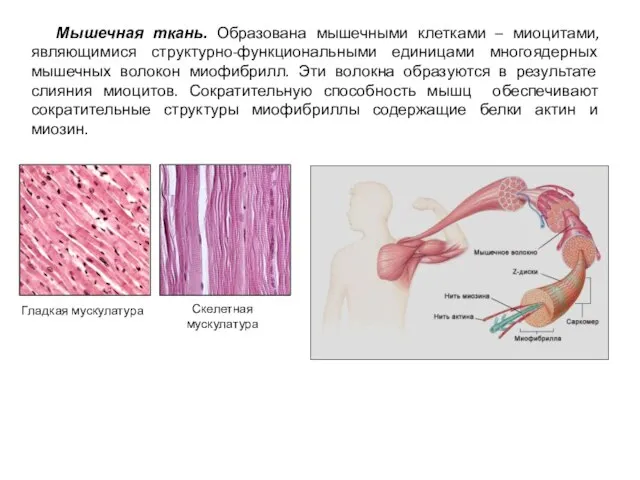 Мышечная ткань. Образована мышечными клетками – миоцитами, являющимися структурно-функциональными единицами многоядерных мышечных