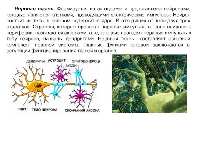 Нервная ткань. Формируется из эктодермы и представлена нейронами, которые являются клетками, проводящими