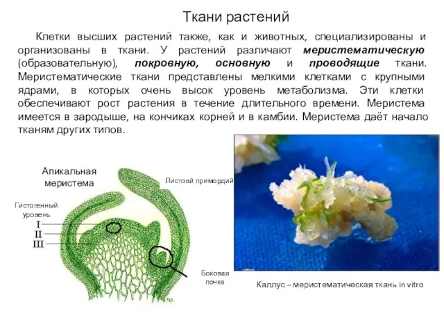 Ткани растений Клетки высших растений также, как и животных, специализированы и организованы