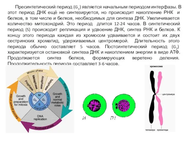 Пресинтетический период (G1) является начальным периодом интерфазы. В этот период ДНК ещё