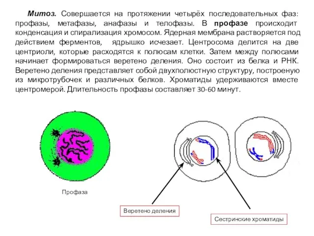 Митоз. Совершается на протяжении четырёх последовательных фаз: профазы, метафазы, анафазы и телофазы.