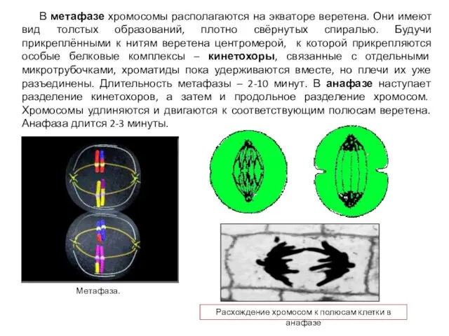 В метафазе хромосомы располагаются на экваторе веретена. Они имеют вид толстых образований,