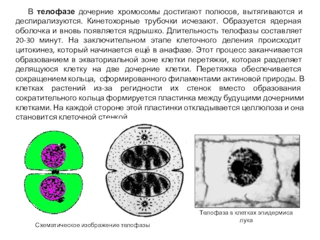 В телофазе дочерние хромосомы достигают полюсов, вытягиваются и деспирализуются. Кинетохорные трубочки исчезают.