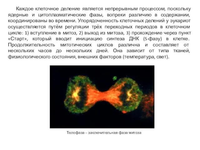 Каждое клеточное деление является непрерывным процессом, поскольку ядерные и цитоплазматические фазы, вопреки